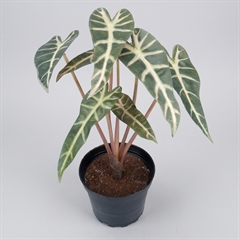 Kunstig plante - Alocasia 30 cm. - Mønstret